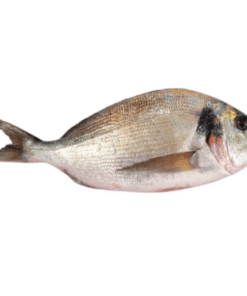 Dorade Royale lot de 10 (poids entre 250 et 300 grammes par dorade)