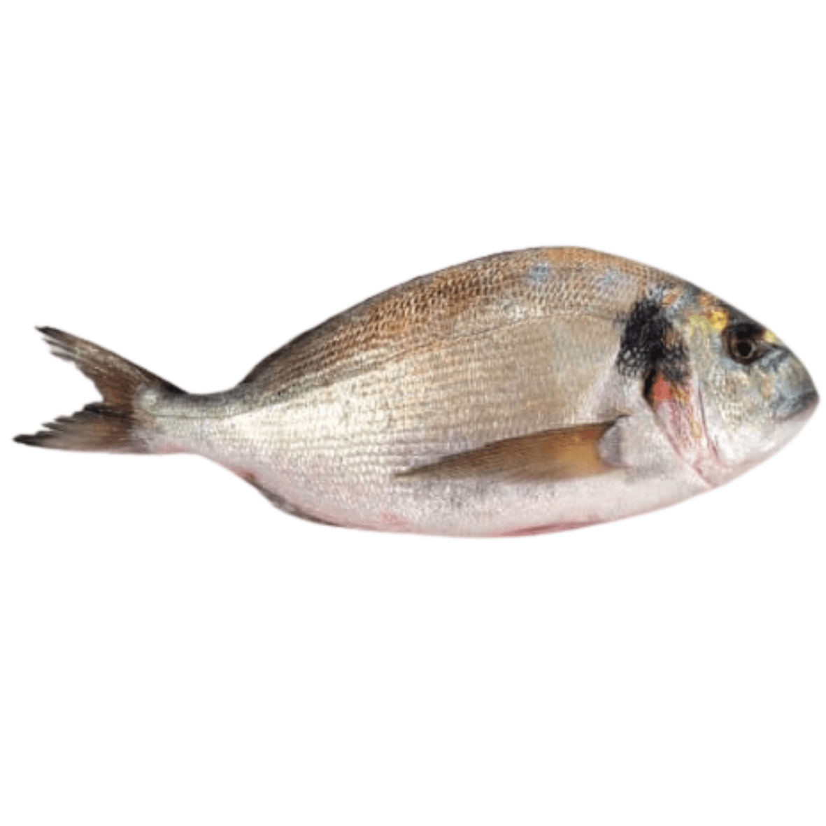 Dorade 100 à 150 grammes - Qté : 3 - 6 000 CFA