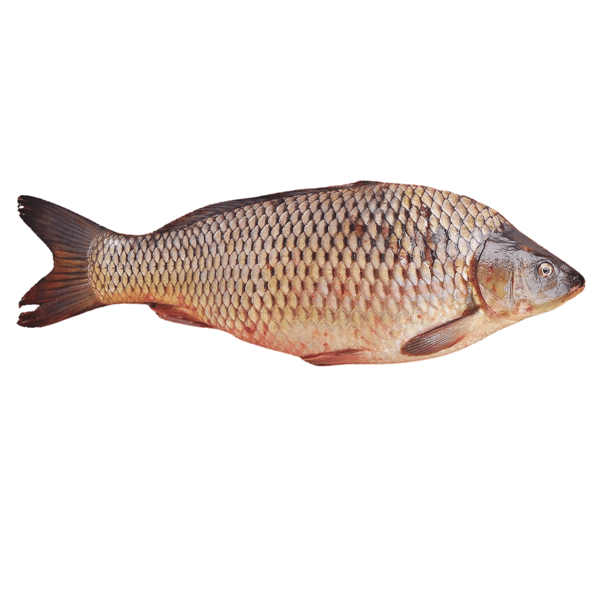 Carpe blanche (Sompate) 100 à 150 grammes - Qté : 3 - 2 000 CFA