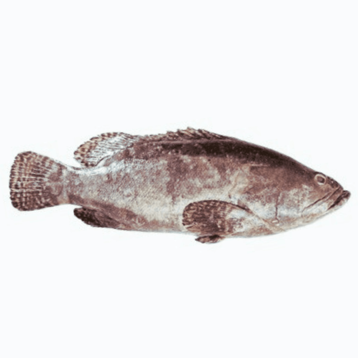 Mérou (Thiof) 3 à 3,5kg - Qté : 1 - 30 000 CFA