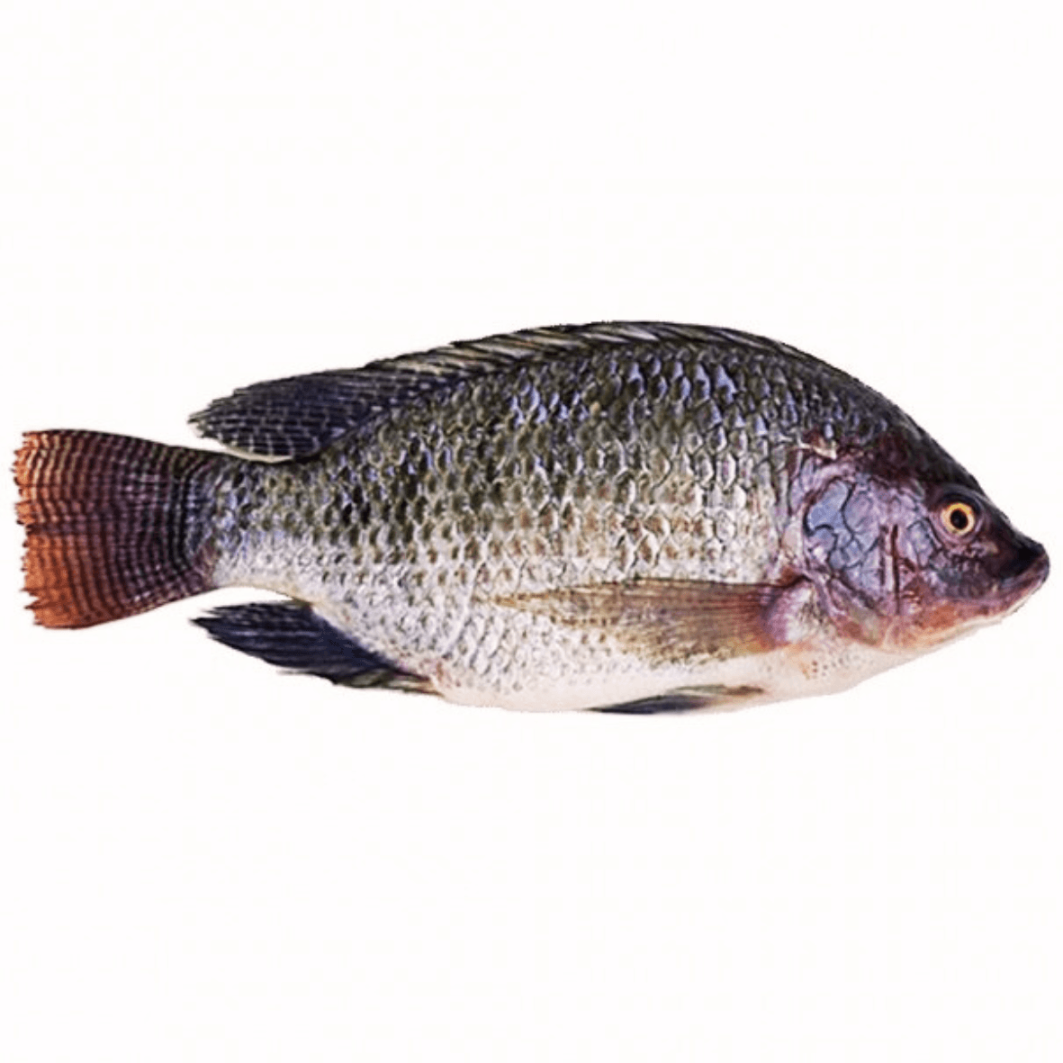 Tilapia 100 à 150 grammes - Qté : 3 - 2 000 CFA